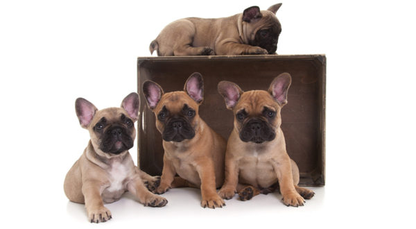 Puppy/kitten nest fotoshoot