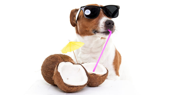 Dierencasting